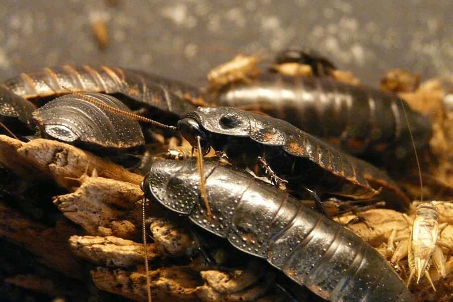 CAFARDS Stop Guêpes, Frelons et Nuisibles