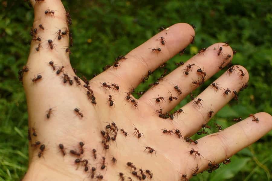 FOURMIS Stop Guêpes, Frelons et Nuisibles