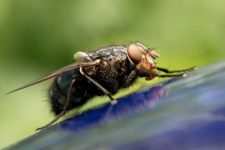 INSECTES NUISIBLES Stop Guêpes, Frelons et Nuisibles